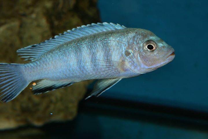 Chindongo heteropictus 'Chizumulu Island'